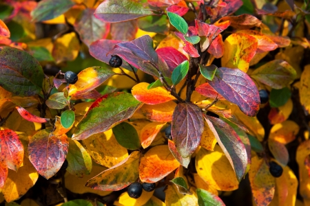 background from multi-colored beautiful autumn leavesの写真素材