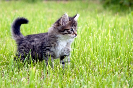 Kitten on a grassの写真素材