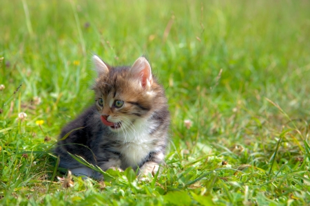Kitten on a grassの写真素材