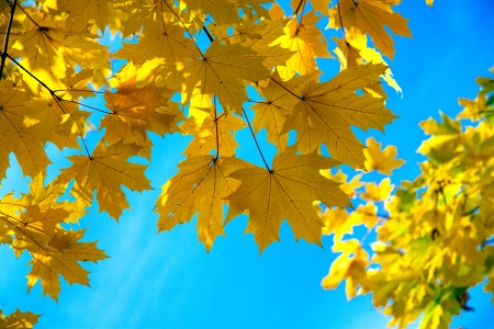 yellow maple leaves in parkの写真素材