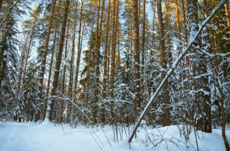Winter woodの写真素材