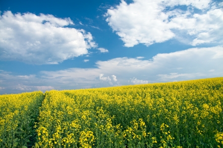 	Field of yellow rapeseed against the blue skyの写真素材