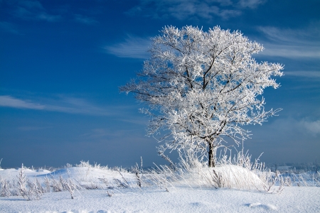 beautiful winter landscape with a lonely treeの写真素材