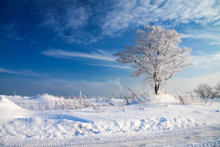 beautiful winter landscape with a lonely treeの写真素材