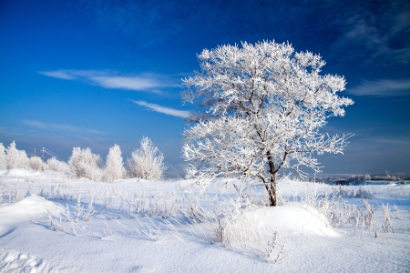 beautiful winter landscape with a lonely treeの写真素材