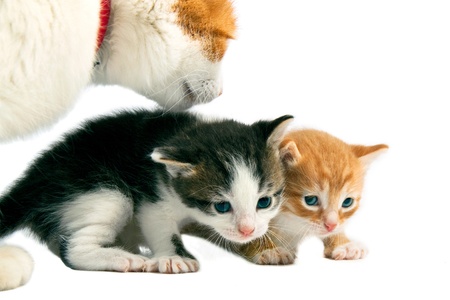 mother a cat looks after kittensの写真素材