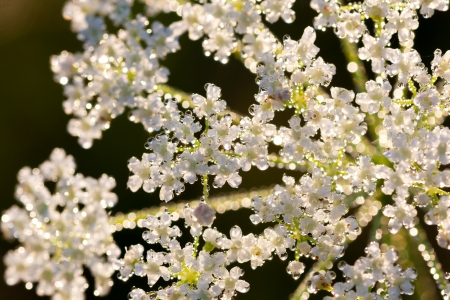 White flowers in dew dropsの写真素材