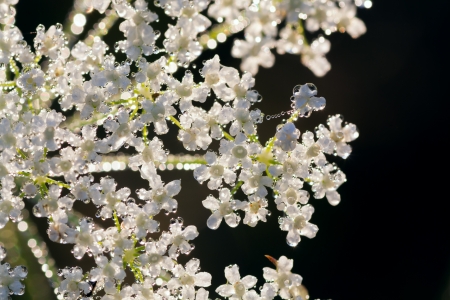 White flowers in dew dropsの写真素材