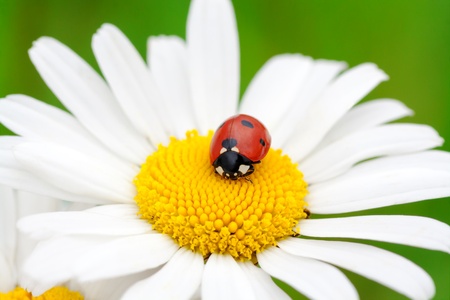 ladybug on a camomile flowerの写真素材