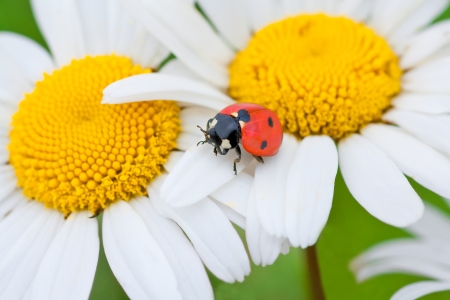 ladybug on a camomile flowerの写真素材