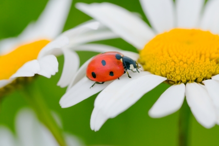 ladybug on a camomile flowerの写真素材