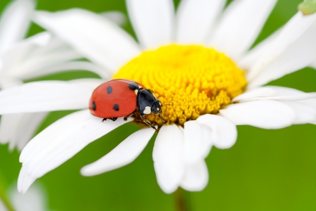 ladybug on a camomile flowerの写真素材