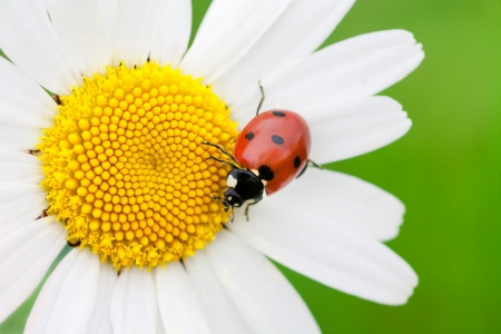 ladybug on a camomile flowerの写真素材