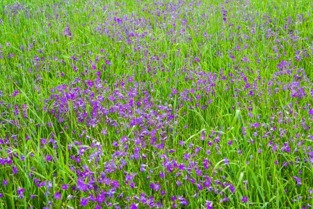 many beautiful flowers blossomed on a meadowの写真素材