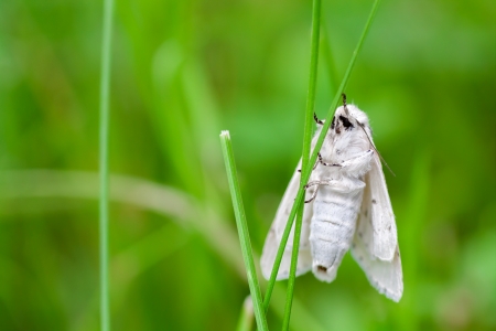 white butterfly on a summer meadowの写真素材