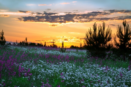 sunrise over a blossoming fieldの写真素材