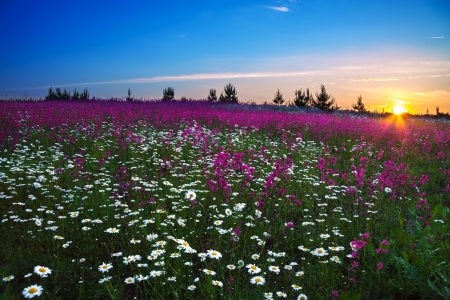 sunrise over a blossoming fieldの写真素材