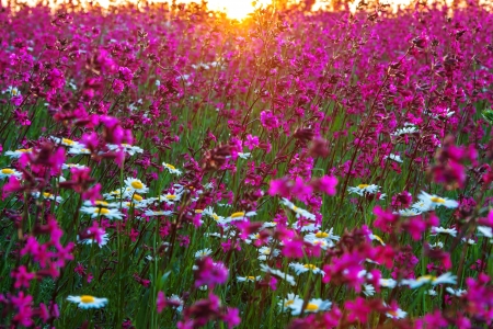 blossoming meadow in sun beamsの写真素材
