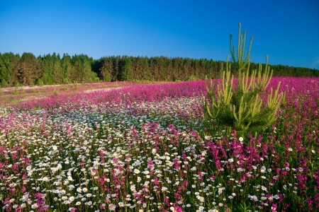 blossoming summer meadowの写真素材