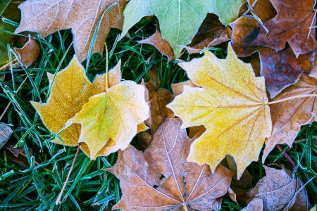 Maple leaves in the autumn morning in hoarfrostの写真素材