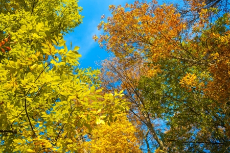background from multi-colored autumn leavesの写真素材