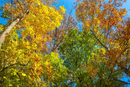 trees in the fall in parkの写真素材