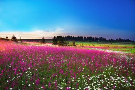 sunrise over a blossoming fieldの写真素材