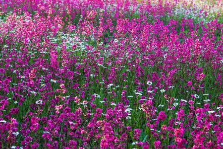 blossoming meadow in sun beamsの写真素材