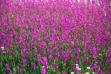 background from red flowers growing on a meadowの写真素材