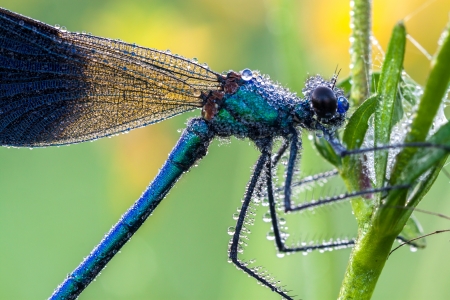 beautiful dragonfly with dew drops on a meadow