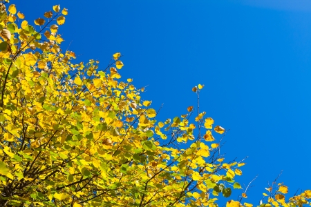 yellow autumn leaves against the blue skyの写真素材