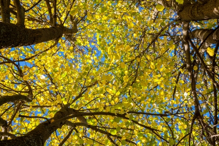 trees with yellow leaves in the autumn woodの写真素材