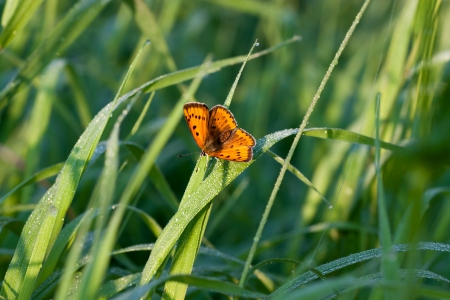 the beautiful butterfly sits on a green grassの写真素材