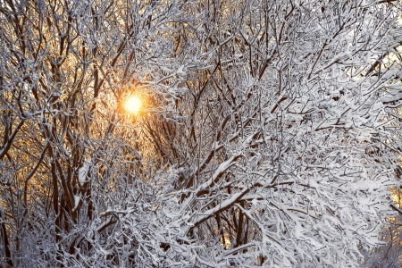 winter landscape with the wood and the sunの写真素材