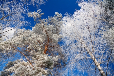 trees in the winter covered with snow against the blue skyの写真素材