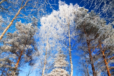 trees in the winter covered with snow against the blue skyの写真素材