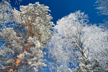 trees in the winter covered with snow against the blue skyの写真素材