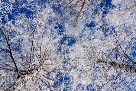 winter forest against the blue skyの写真素材