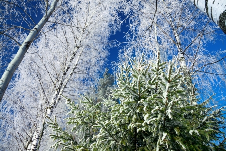 winter forest against the blue skyの写真素材