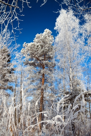 beautiful winter landscape with the wood and the blue skyの写真素材