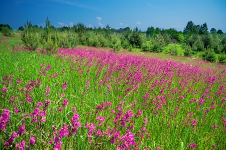 beautiful rural landscape with a blossoming meadowの写真素材