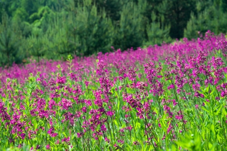 beautiful rural landscape with a blossoming meadowの写真素材