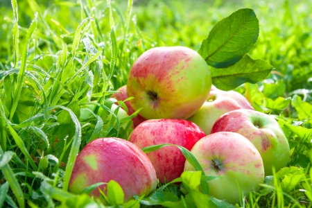 red ripe juicy apples lie on a green grassの写真素材