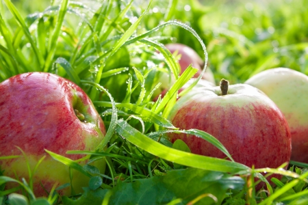 red ripe juicy apples lie on a green grassの写真素材