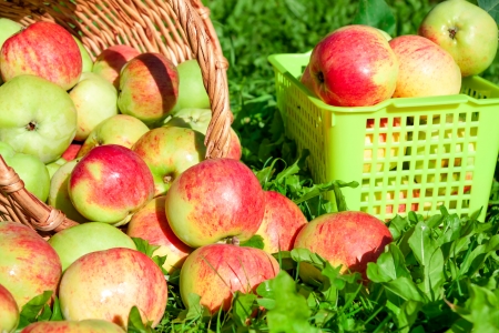 harvesting of red juicy ripe apples in the autumnの写真素材