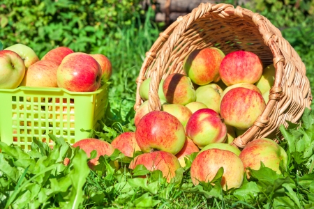 harvesting of red juicy ripe apples in the autumnの写真素材