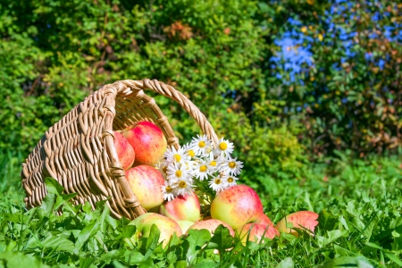 harvesting of red juicy ripe apples in the autumnの写真素材