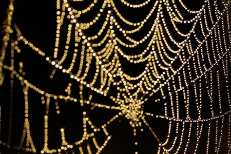 abstract background from a web shine in the sunの写真素材