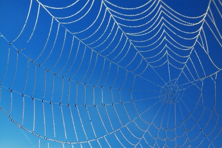 abstract background from a web with dew dropsの写真素材