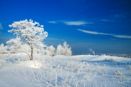 beautiful winter landscape with a lonely treeの写真素材